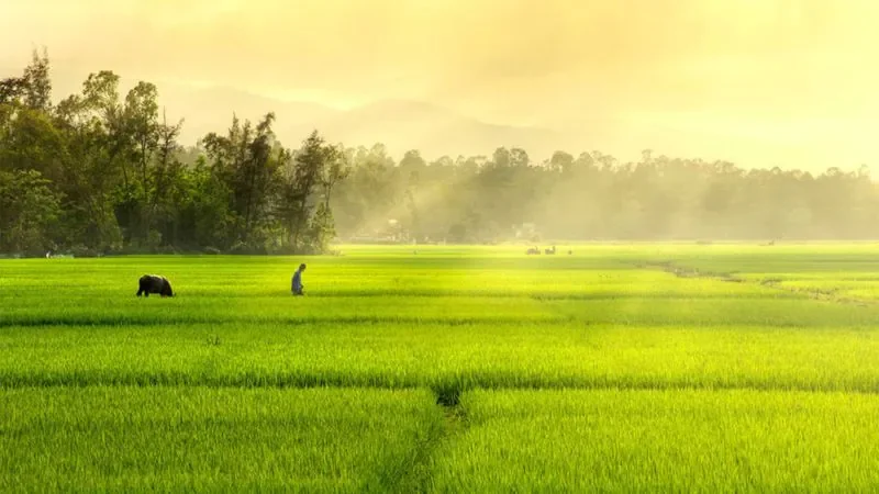 Hình ảnh Việt Nam với các ánh đồng lúa mênh mông - hình 4