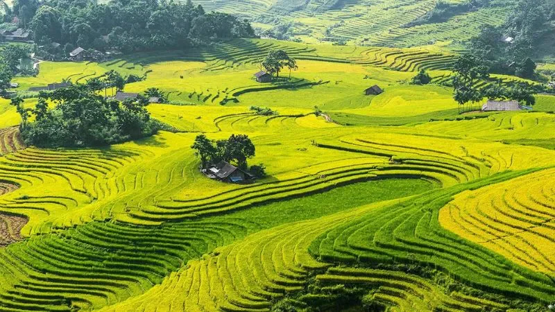 Hình ảnh Việt Nam với các ánh đồng lúa mênh mông - hình 2