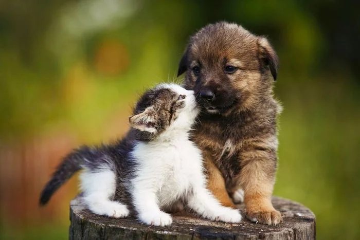 hình ảnh động vật dễ thương với chó con và mèo con đang chơi đùa