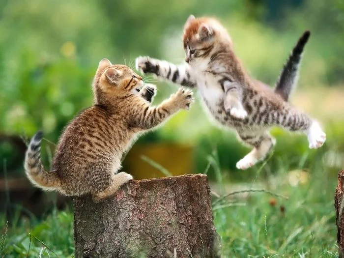 hai chú mèo con đang nhảy đùa nghịch
