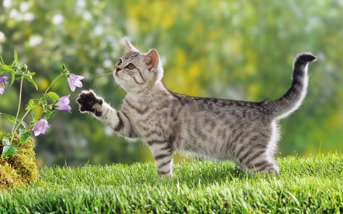 hình ảnh động vật chú mèo con dễ thương đang chơi đùa với hoa ngoài vườn