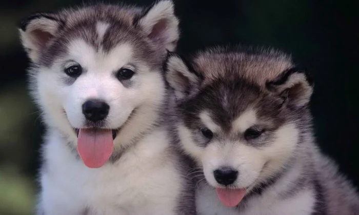 hai chú chó con husky dễ thương