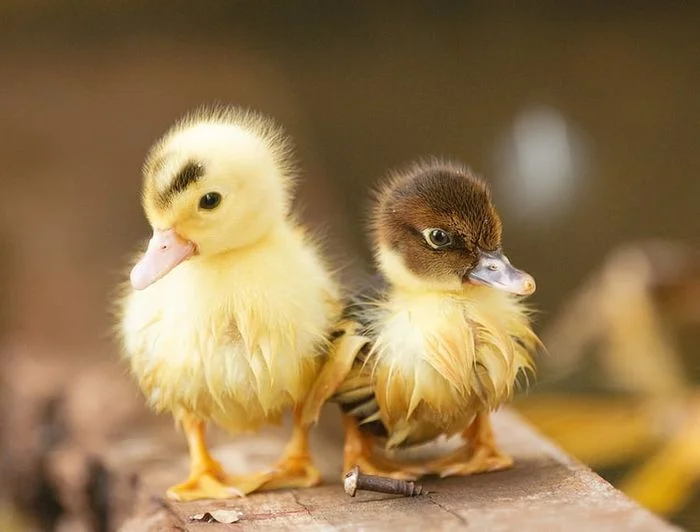 hai chú vịt con đáng yêu trên nền gỗ