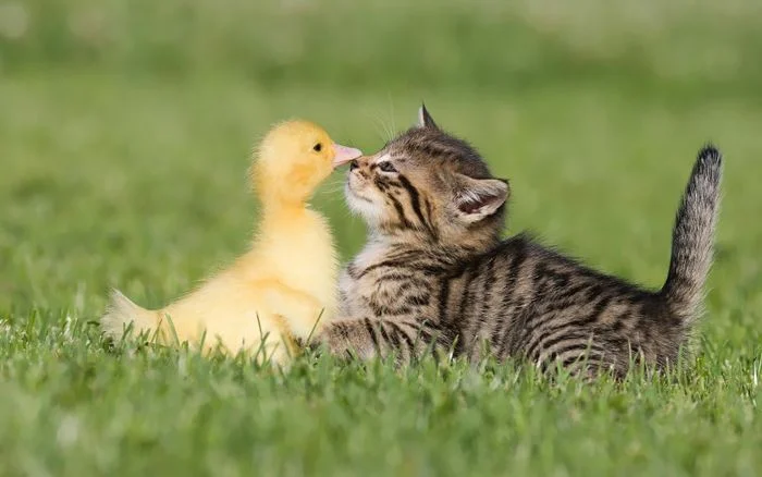 vịt con và mèo con chơi đùa cùng nhau