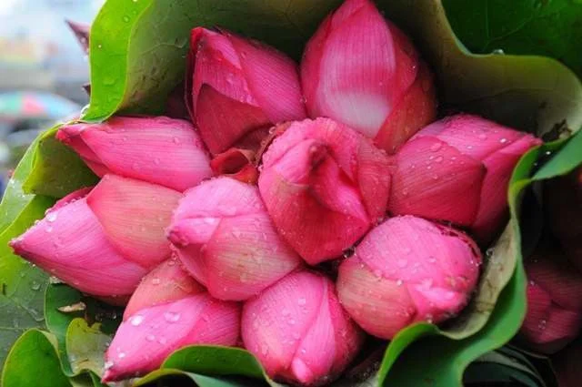 hoa đẹp nhất thế giới 4