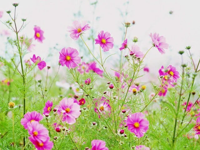 hoa đẹp nhất thế giới