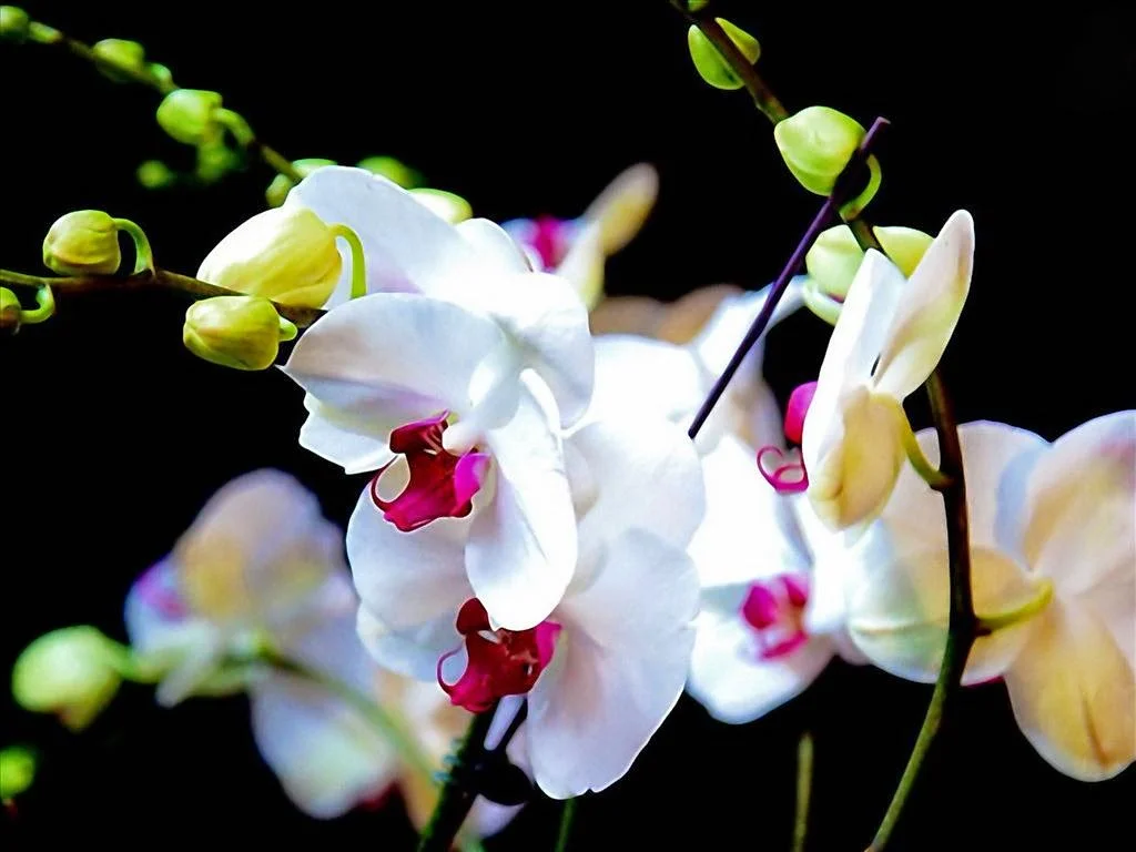 HÌnh nền hoa phong lan đẹp cho máy tính