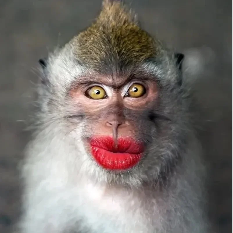 Full meme con khỉ - Monkey meme khoảnh khắc siêu lầy lội