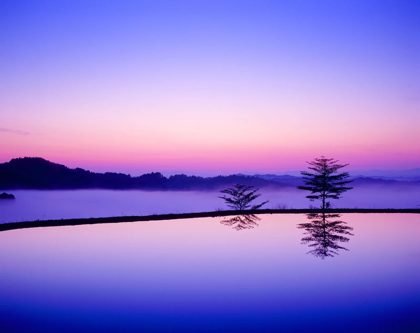 Hình nền cute mèo trắng cam ngồi đối diện với hoa hồng
