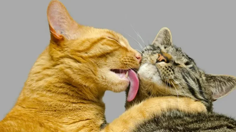 Hành vi của loài mèo - Tải ảnh mèo ngầu