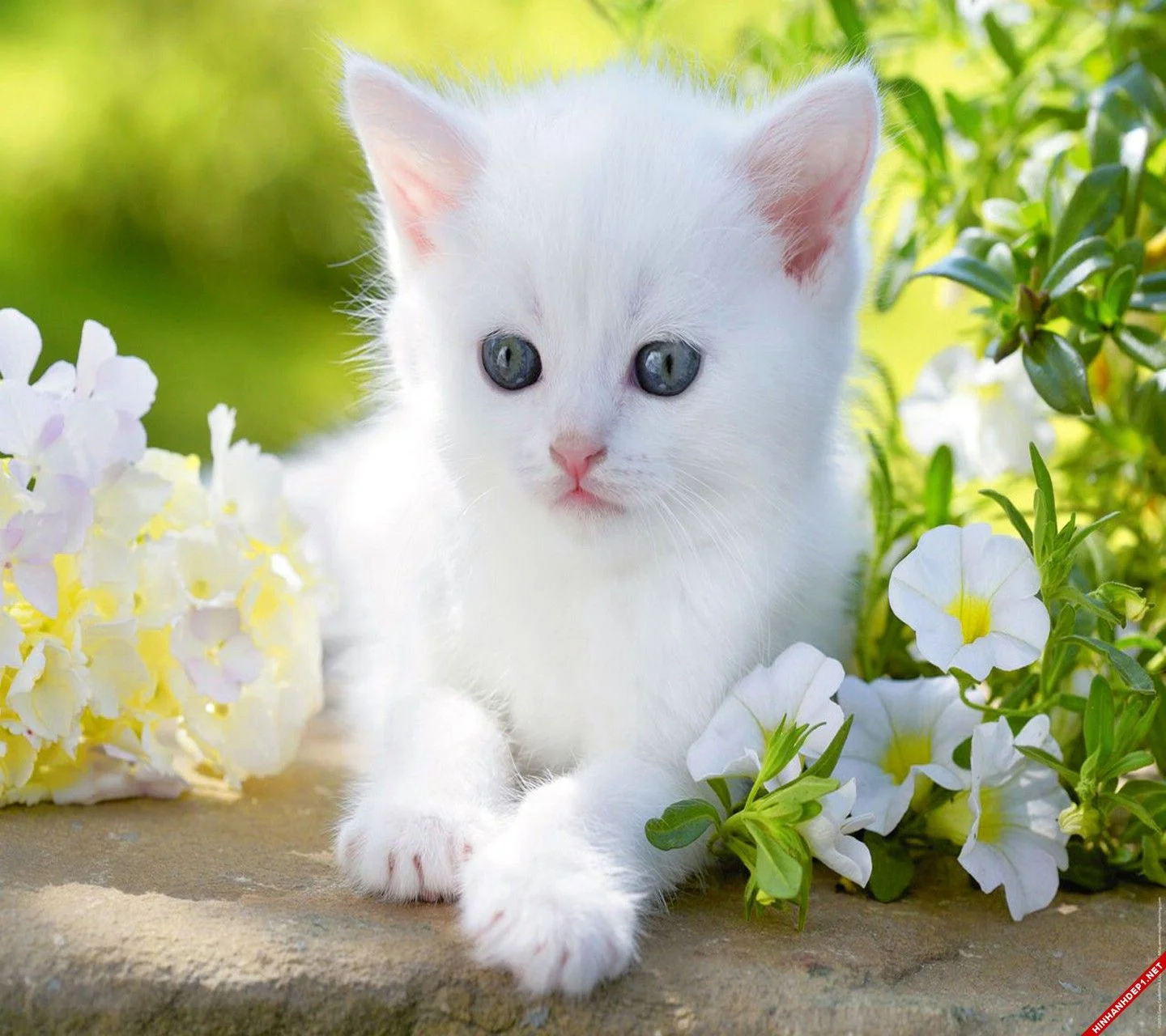 Mèo con trắng tinh khôi bên những bông hoa trắng làm hình nền con mèo thơ mộng