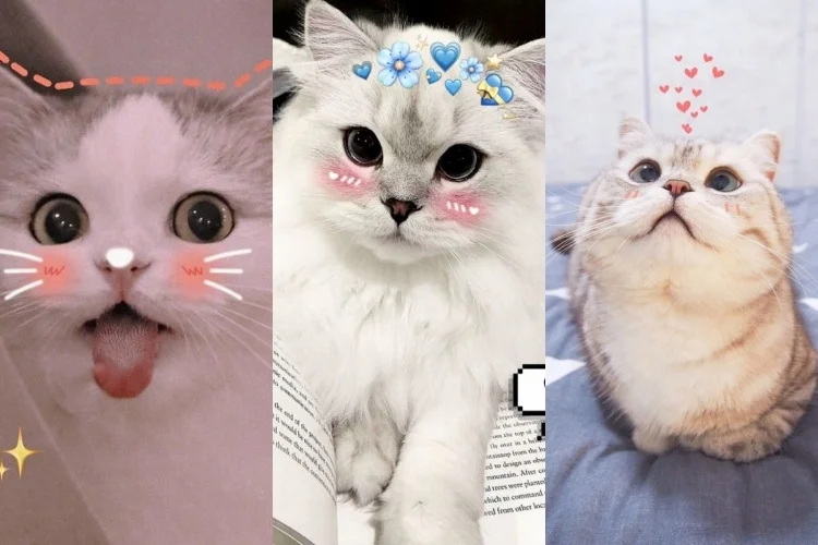 50+ hình nền mèo cute cực chất trang trí điện thoại, máy tính (2)