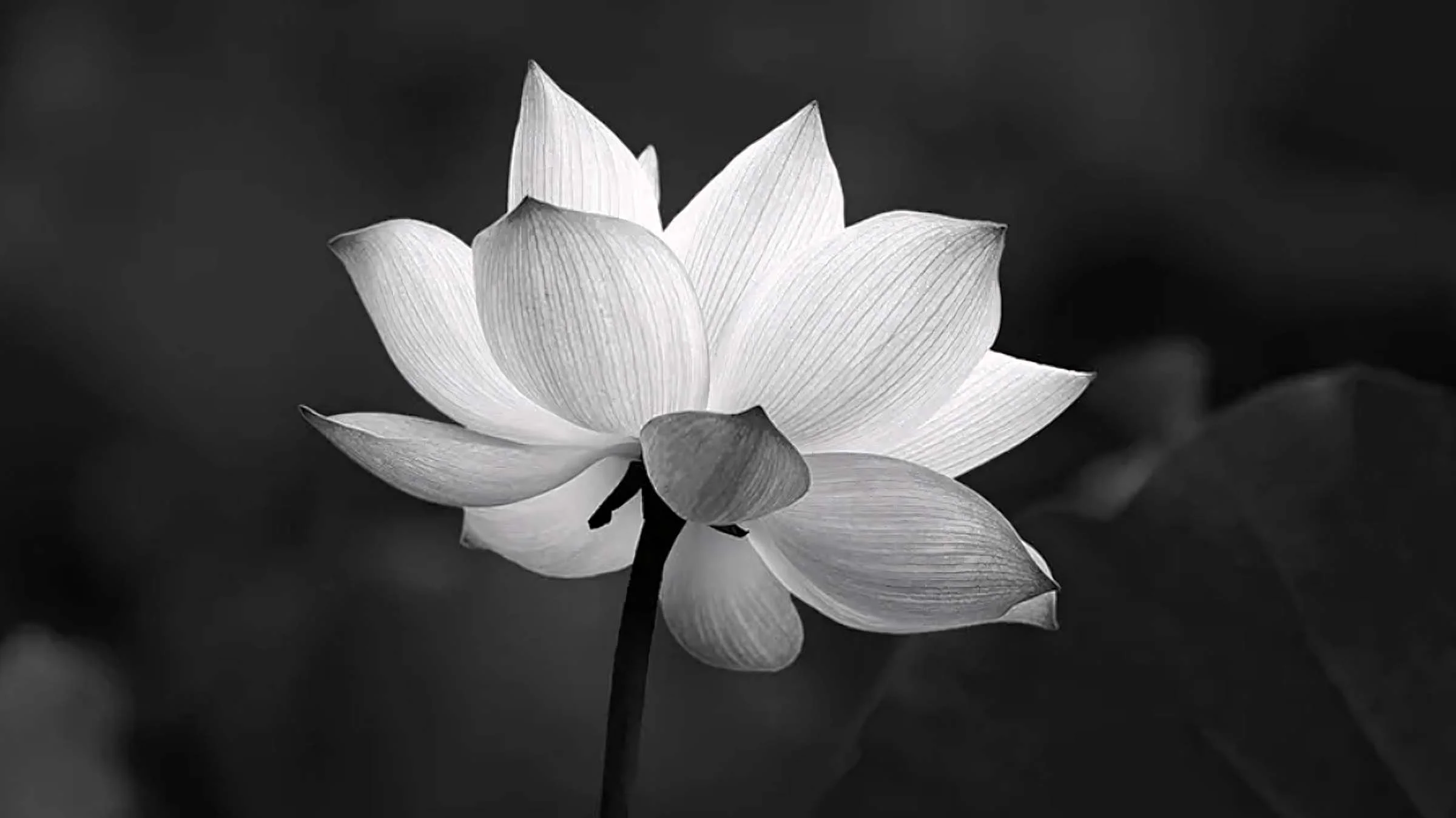 Hoa sen đen trắng nở rộ